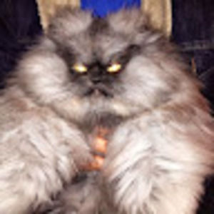 Meet your Posher, Katrina